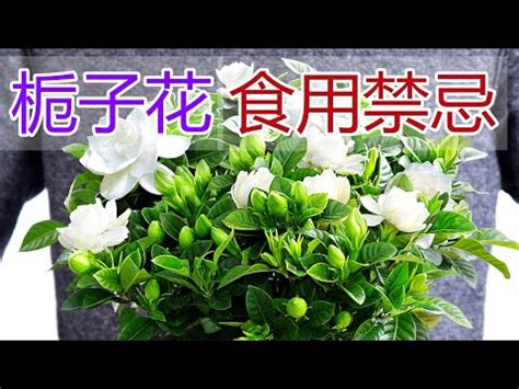 梔子花禁忌|梔子花：營養價值與成分、功效、禁忌、正確食用方法